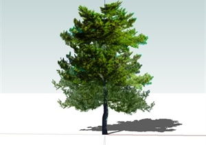 家里养松树也有其好处