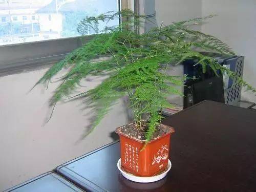 富贵椰子绿植如何浇水？保持土壤微湿是关键吗