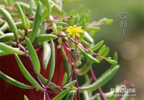 常见多肉植物的扦插方法