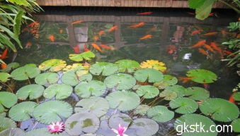 睡莲，室内绿植新宠？来堪堪它对人体健康的影响