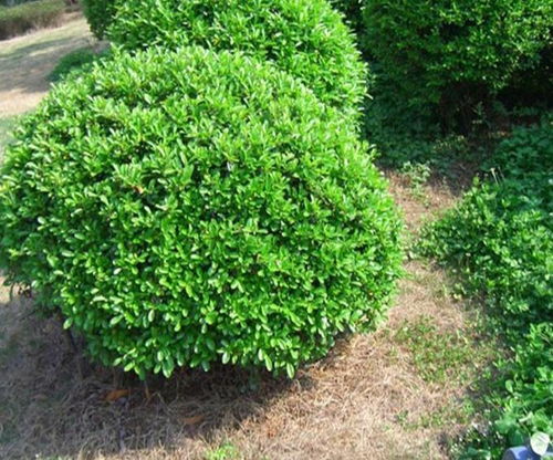 海桐球材料之谜：你了解它的材质吗？