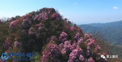 北方如何种植高山杜鹃？适宜的气候和土壤条件是关键吗