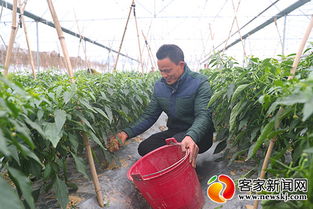 农业抗冻害，专家支招
