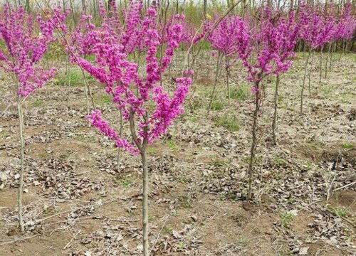 嫁接榆叶梅前，接穗与砧木如何挑？