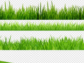 狗牙根：耐热的“小嫩手”