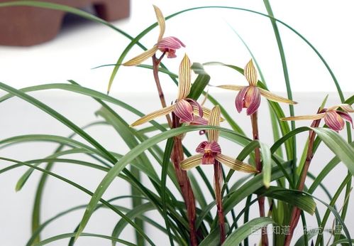 兰花翻盆分苗， 十个步骤全程分享