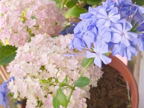 绣球花养殖技巧，如何让绣球花爆盆