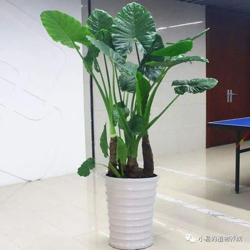 滴水观音有毒吗？如果不小心碰到了皮肤怎么办