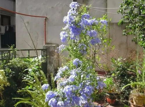 给三角梅断水15天 花苞多到吓死人