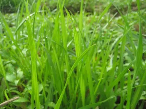 草坪草种子种植时间大盘点