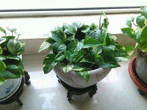 绿萝，家庭必备的小清新