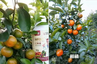 果园喷高氯甲维盐，三天后果实平安吗？