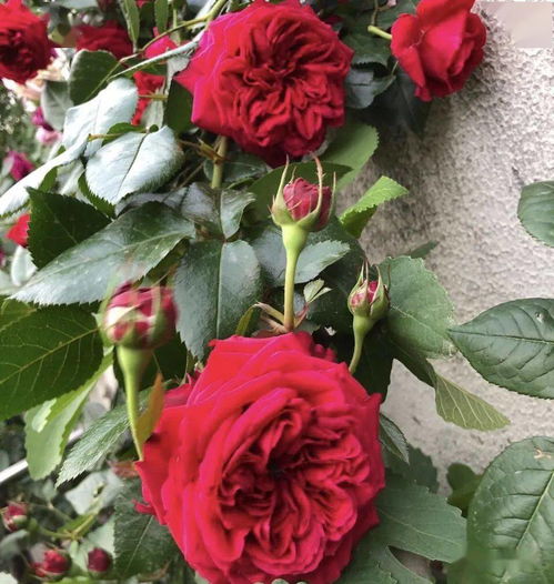 北向阳台的月季选择