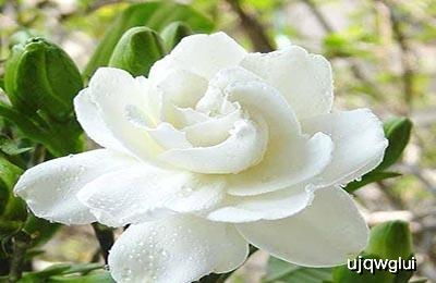 菊花造型简单吗？掌握这3招