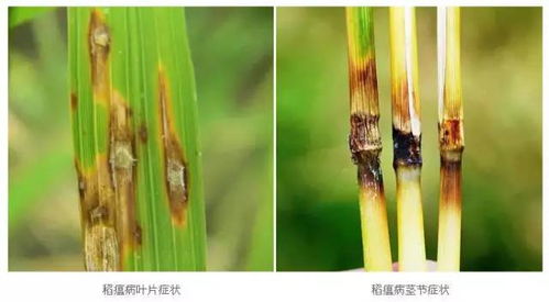 水稻叶瘟表现为叶片上出现褐色病斑