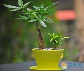 发财树宜用疏松透气、排水良好土壤