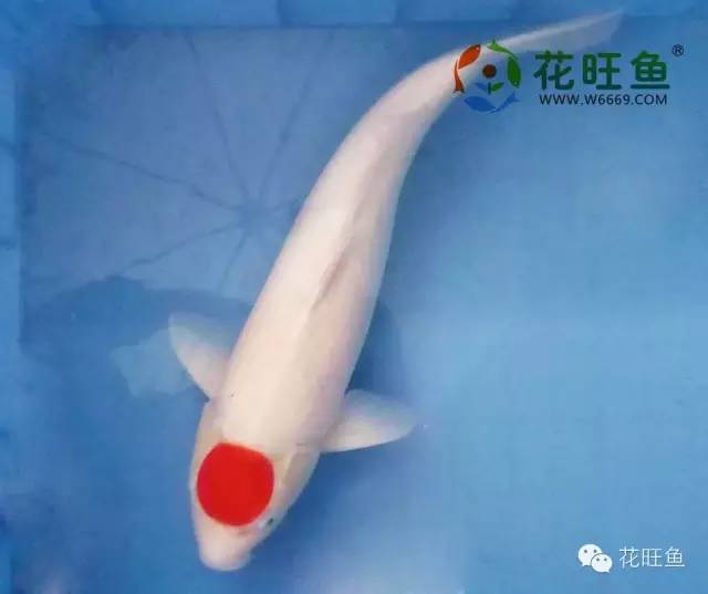 莲鱼共养，水质如何保持稳定