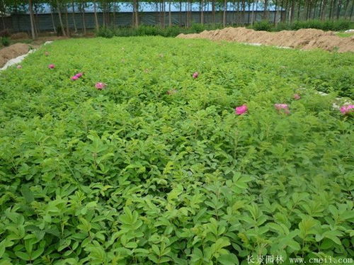 南阳月季网基地， 四季玫瑰的优质产地