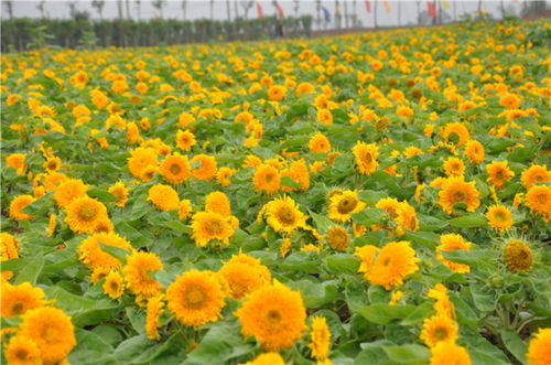 黄天霸百合花语：黄昏中绽放的相思芬芳