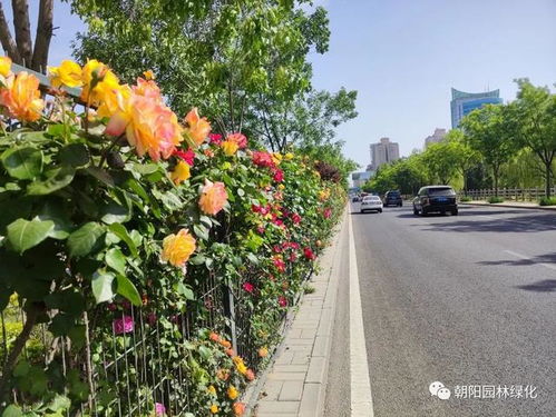 品种揭秘：包子花型与莲座花型的较量