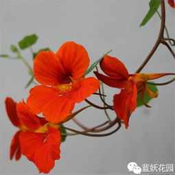 对顶红花养殖，需了解其生长习性