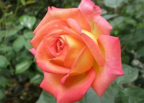 黄月季花寓意着什么为什么常用来表达祝福和美好愿望呢