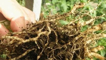 噻唑磷颗粒剂，用还是不用？