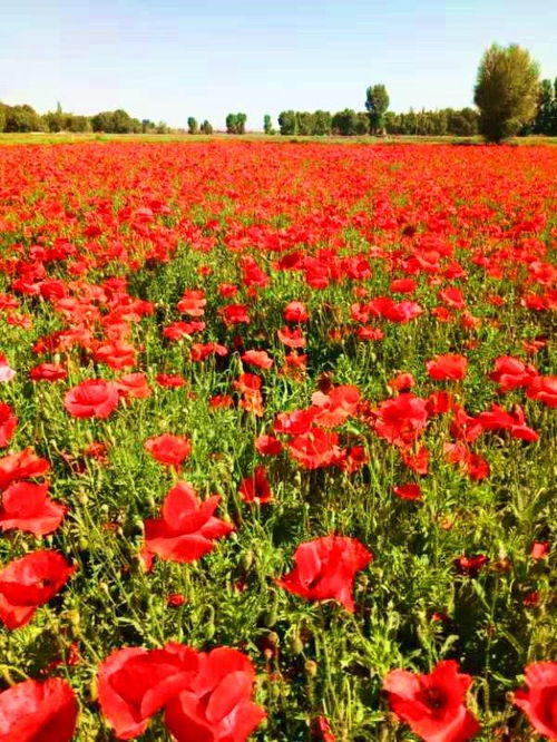 一、土壤的选择