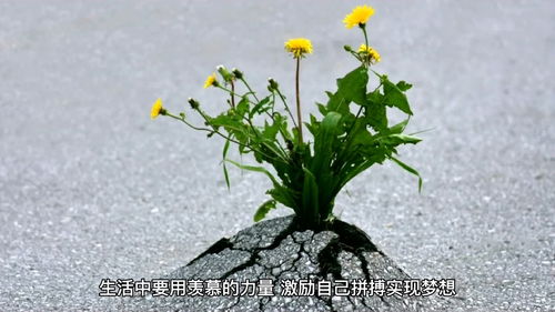 茼蒿花：清新雅致，生活如花绽放