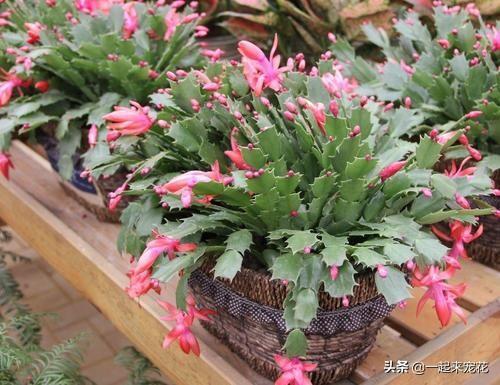 沙漠里种花的秘诀