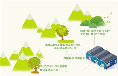 气候变化与松树的分枝习性