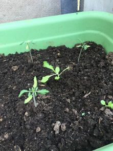 原因三：土壤肥力不足