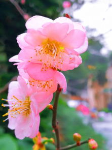 梅花品种“宫粉”最漂亮，哪个品种更胜一筹
