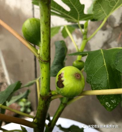 阿维菌素喷在花上对大姜叶的作用探讨