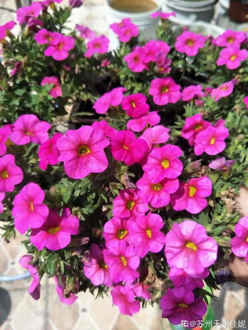 夜来香：香气四溢，长盛不衰