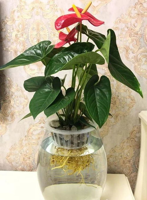 孕妇养白掌红掌安全吗？花卉养护指南