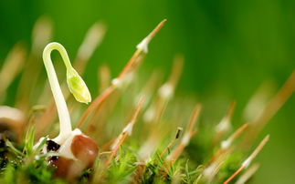 王叔的土办法， 厉害啊