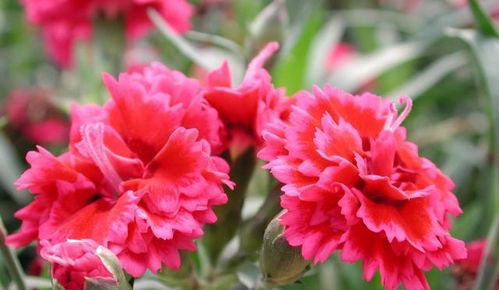 康乃馨：爱情的象征， 维持爱情的长久