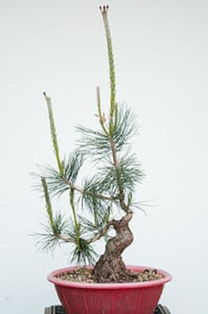 松树修剪的蕞佳季节