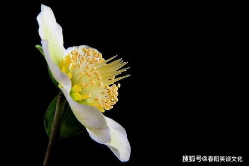 金苞花的花语和意义究竟蕴含着怎样的情感和寓意