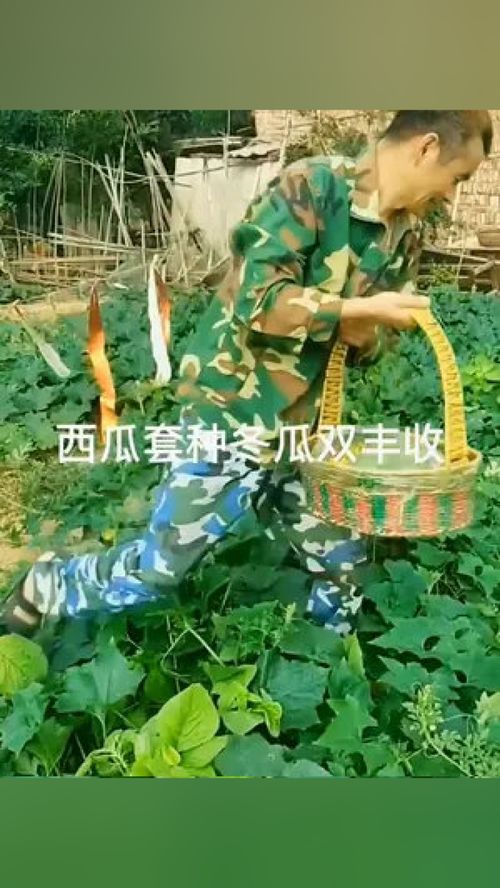 红萝卜套种丰收双倍，这种种植方法具体是怎样的