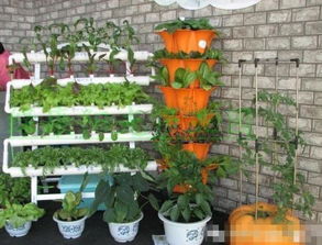 辣椒种子怎么播种？超简单阳台盆栽种植方法