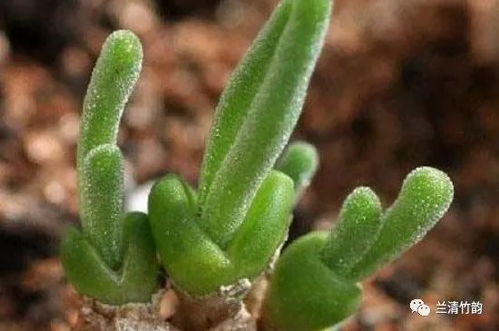 碧光环多肉植物种植入门指南