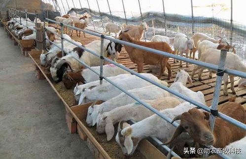 如何根据饲料铜锌记录总超支，帮助养殖场降低30%成本并避免陷阱？