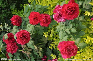 果汁阳台在月季花里可谓是经久不衰的经典品种，名气极大，养护它的人也非chang多。