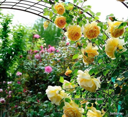 夏修控型（5-8月）