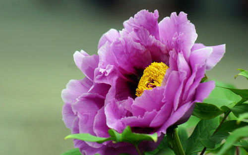 正宗牡丹花是何种色彩？资深花匠揭秘