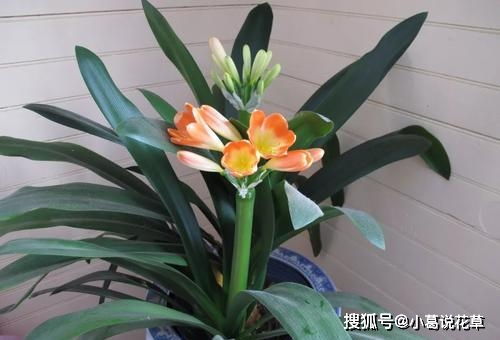吊兰花怎么养？如何施肥才能让它花开得更美