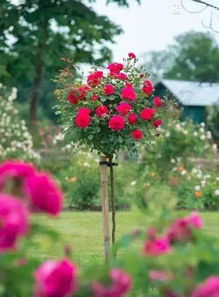 选择微月品种制作棒棒糖月季的小秘密