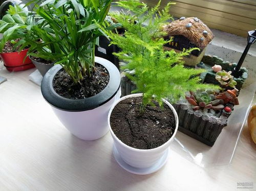 南阳台的夏季遮阴措施